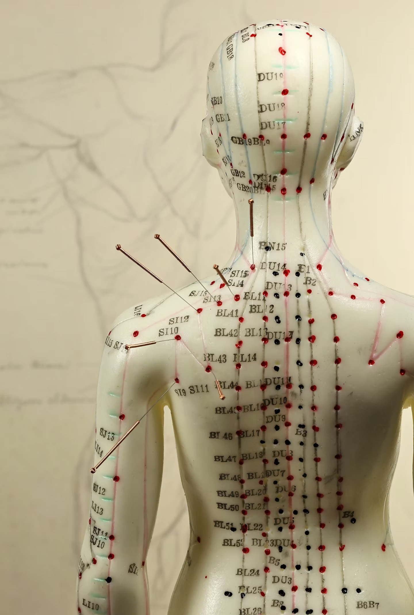 Acupuncture dummy with needles in marked points